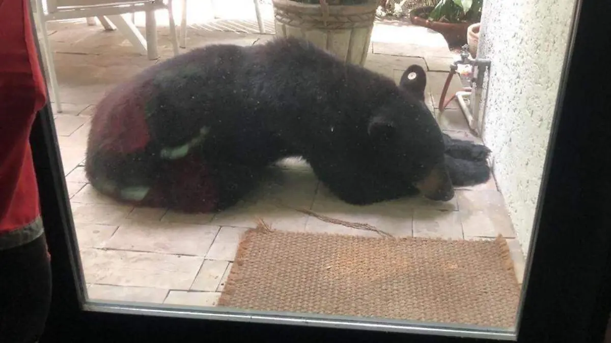 oso nuevo león capturado